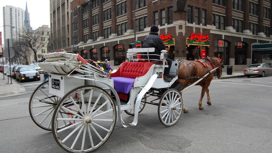 Business Pulse Poll: Do you think horse-drawn carriage rides should be ...