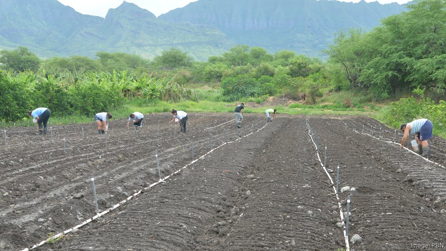 Improving more than soil can help Hawaii farmers grow more food