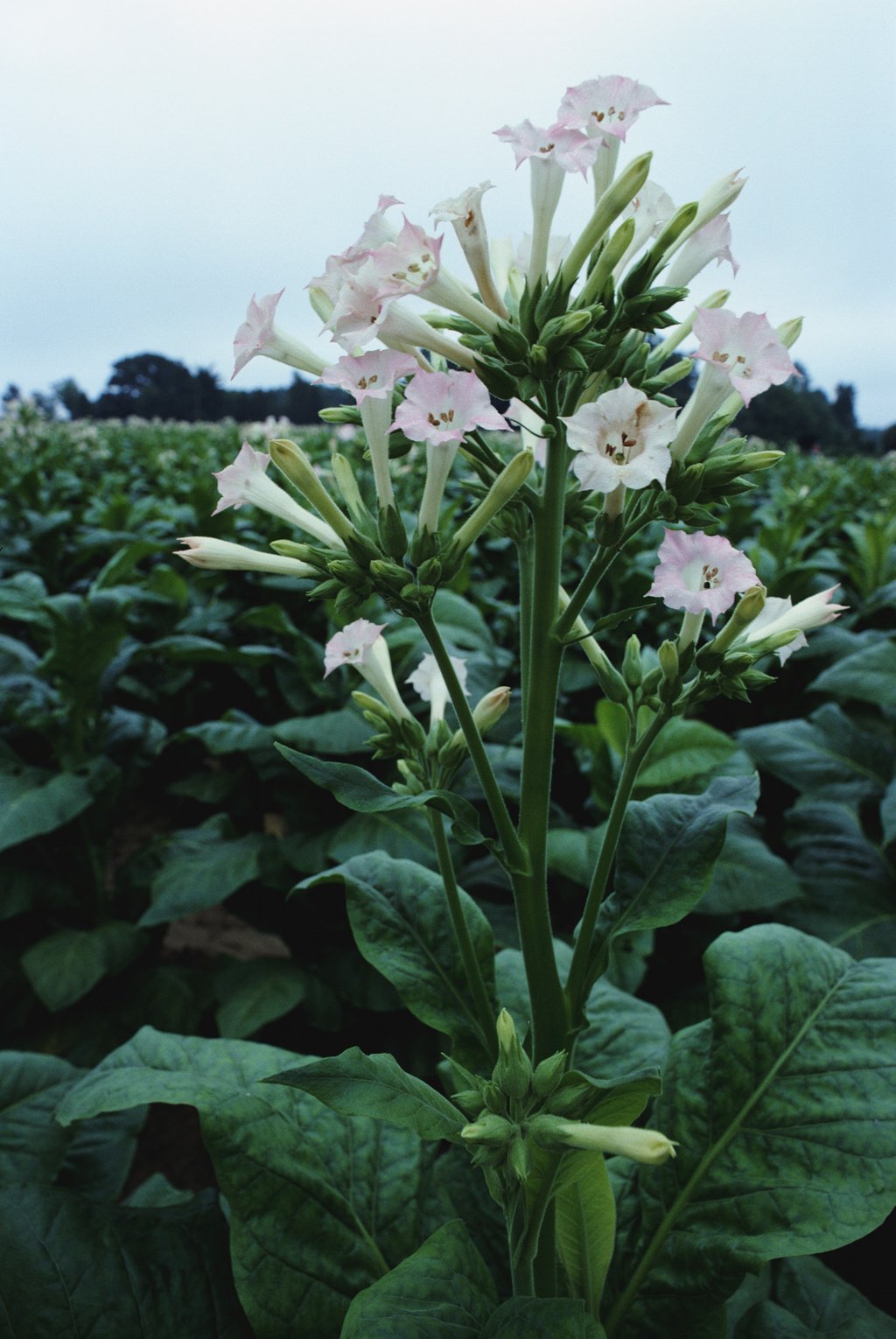 jeb international tobacco Cherokee Tobacco Co. to move from Virginia to Caswell County NC