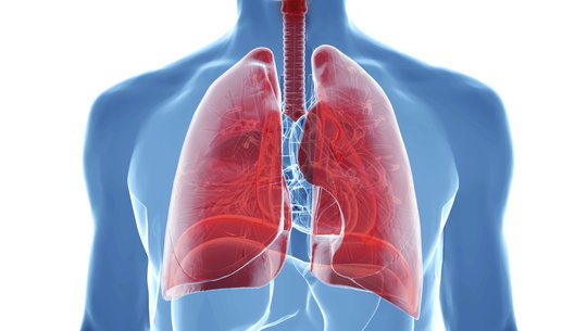 Lungs stock art