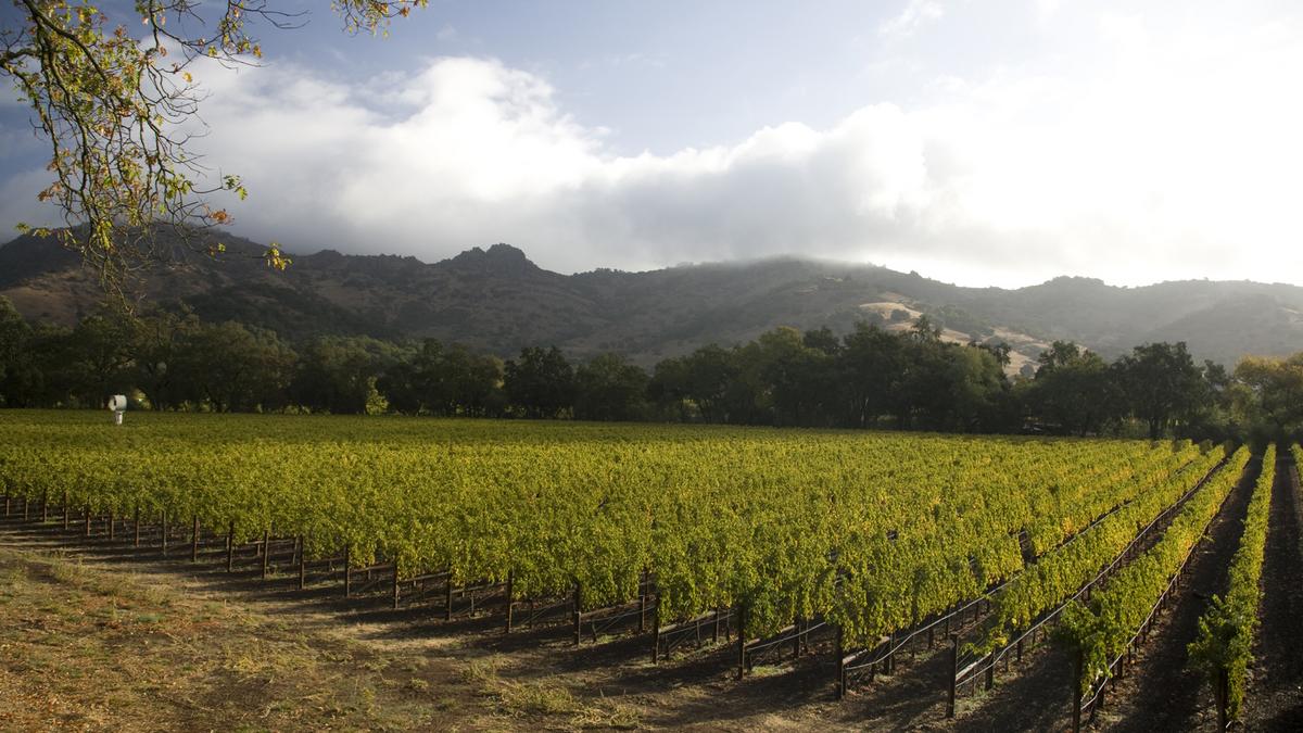 Napa earthquake could send tremors through Oregon's wine country ...