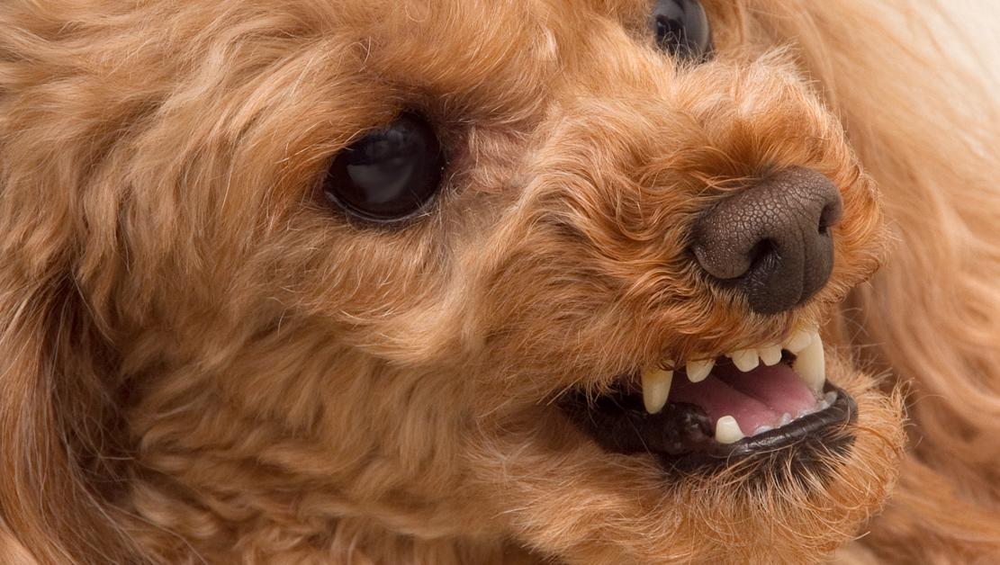 worst dog breeds for biting