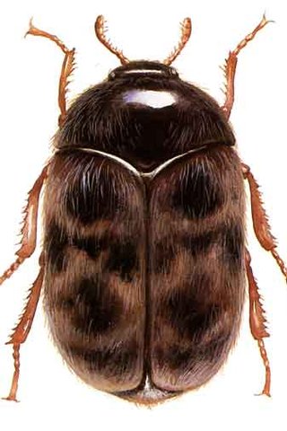 Khatbul Insect Khapra beetle