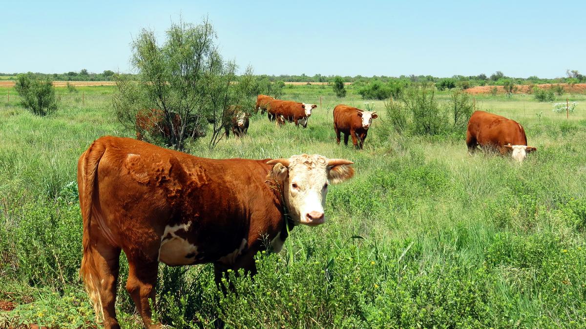cattle farming business plan in botswana