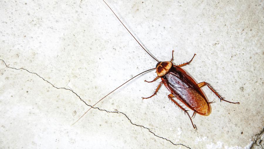 cockroach roach