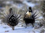 Sage grouse declared 'threatened'; Colorado, others to sue over oil and gas impact