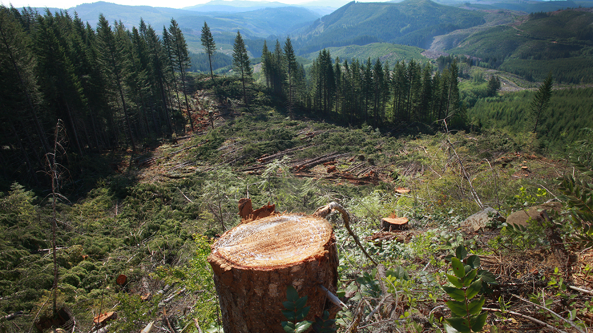 Union workers at timber giant Weyerhaeuser Co. go on strike - Portland ...
