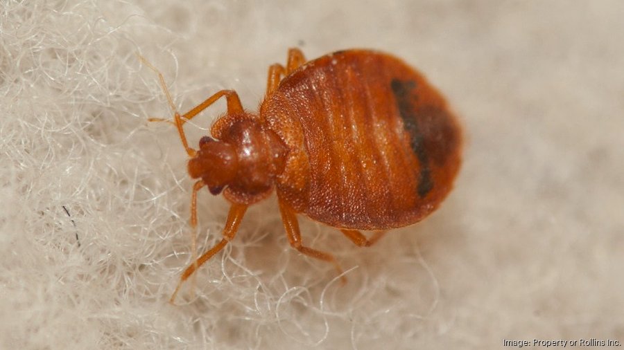 Cincinnati ranks No. 10 on Orkin's worst bed bug list - Cincinnati ...