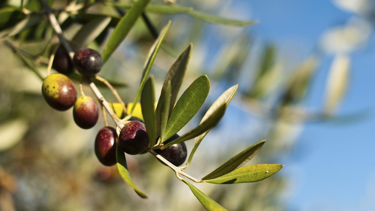 California Olive Ranch buys Yolo County land for 9.2 million