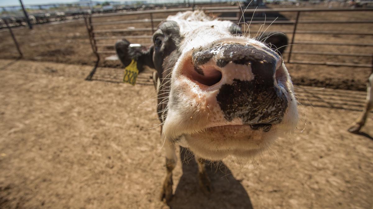 Bill to regulate Oregon dairy air emissions fails in committee