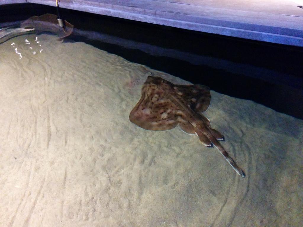 Stingrays are the stars of the Rays Touch Experience