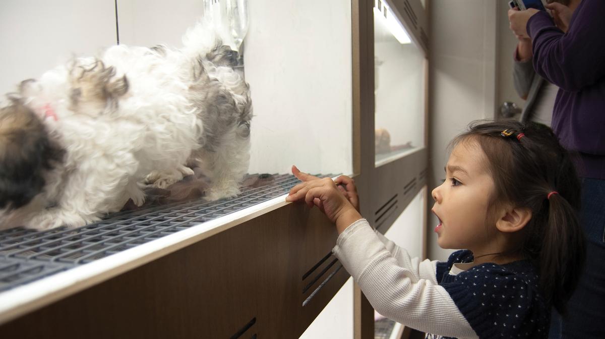 Colorado bill that threatened to limit pet stores advances to governor