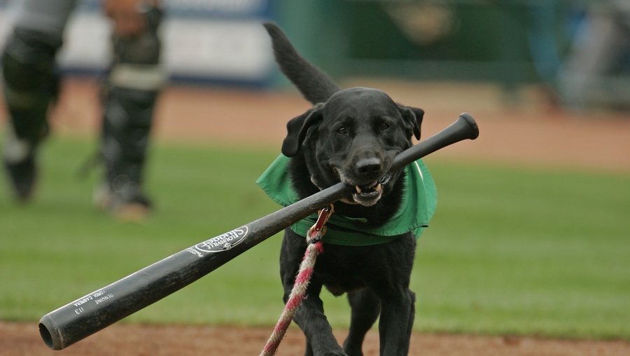 Greensboro Grasshoppers icon Miss Babe Ruth to retire at season's end ...