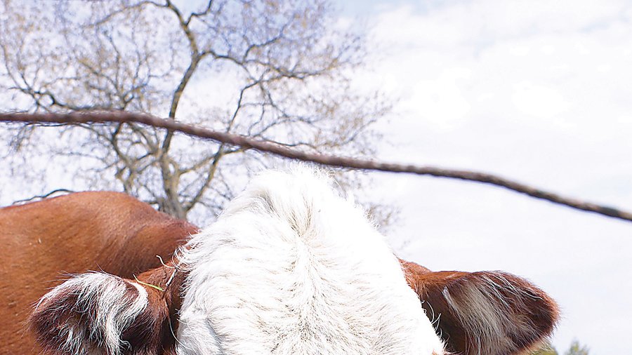 Tops Monopoly game is all about numbers for management Buffalo Business First