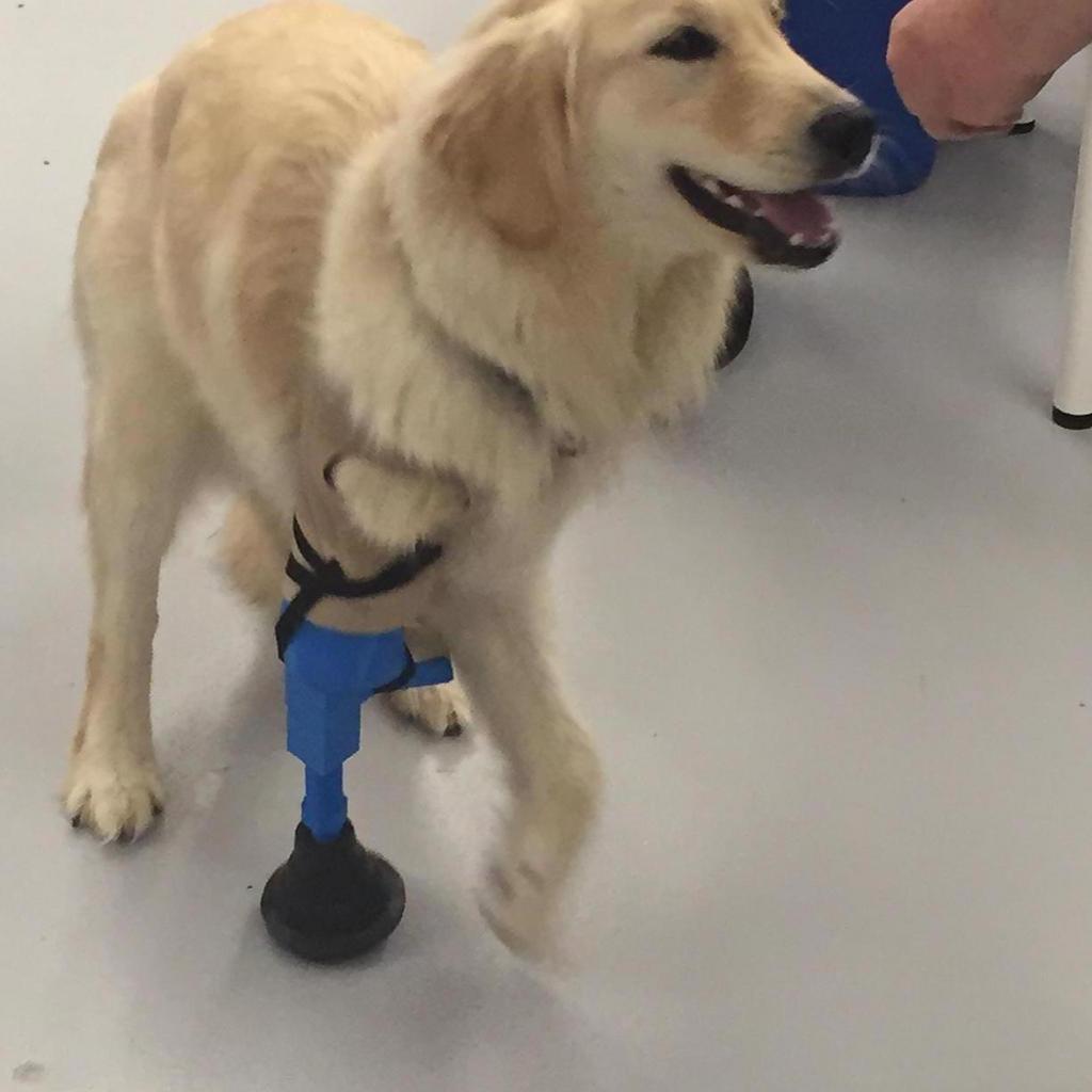 Golden Retriever With Custom Prosthetic Leg Melts Hearts, 45% OFF