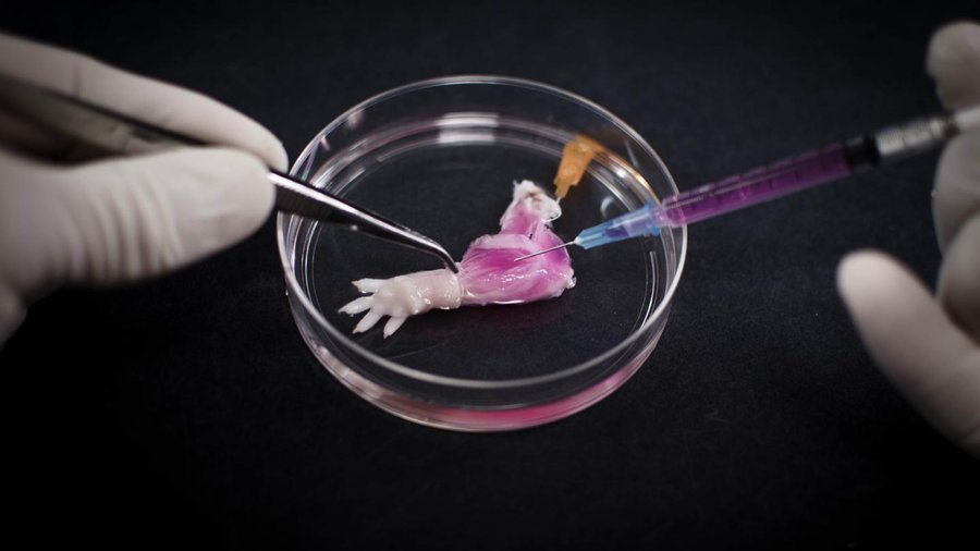 Left Rats Amm Resection Engineered rat limb