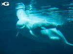 Georgia Aquarium releases beluga’s cause of death