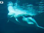Ga. Aquarium will not appeal decision to block import of beluga whales