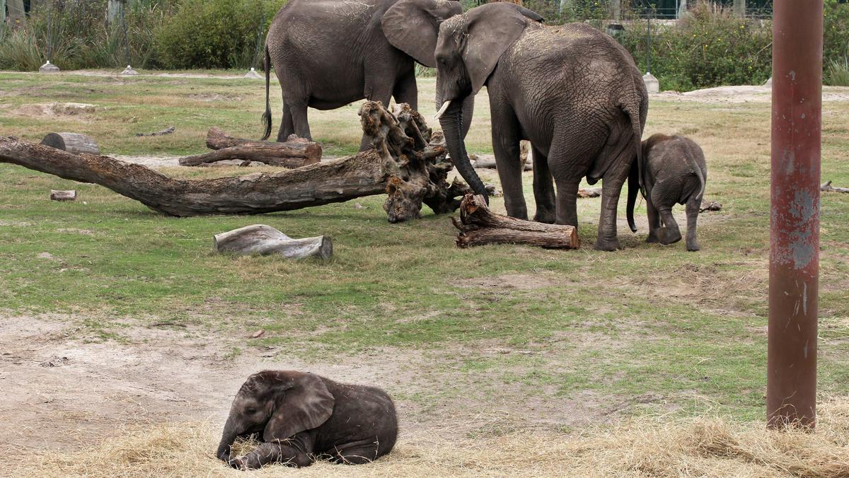 Nonprofit of the Year: Lowry Park Zoological Society of Tampa Inc ...