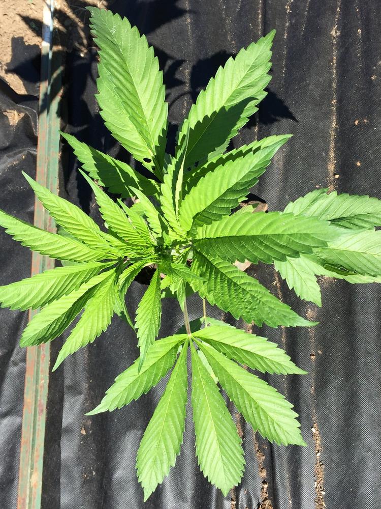 Medical Marijuana Dispensaries Can Open August In Ari.