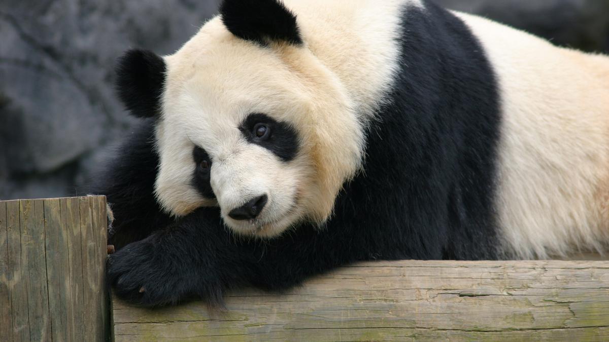 Atlanta Zoo Now Among Even More Exclusive Panda Club - 