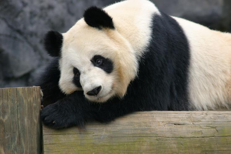 Zoo Atlanta panda Lun Lun expecting (SLIDESHOW) - Atlanta Business ...