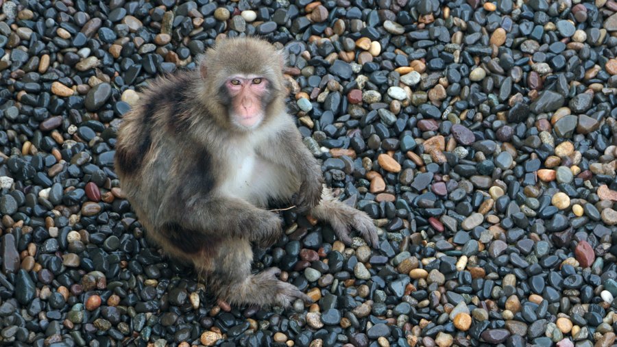 Physicians group lodges complaint with USDA about OHSU primate center