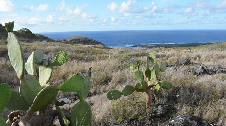 Cactus on dry barren land on the Ka Iwi coast