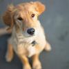 Royal Canin opens $450M pet food facility in greater Dayton, creating hundreds of jobs