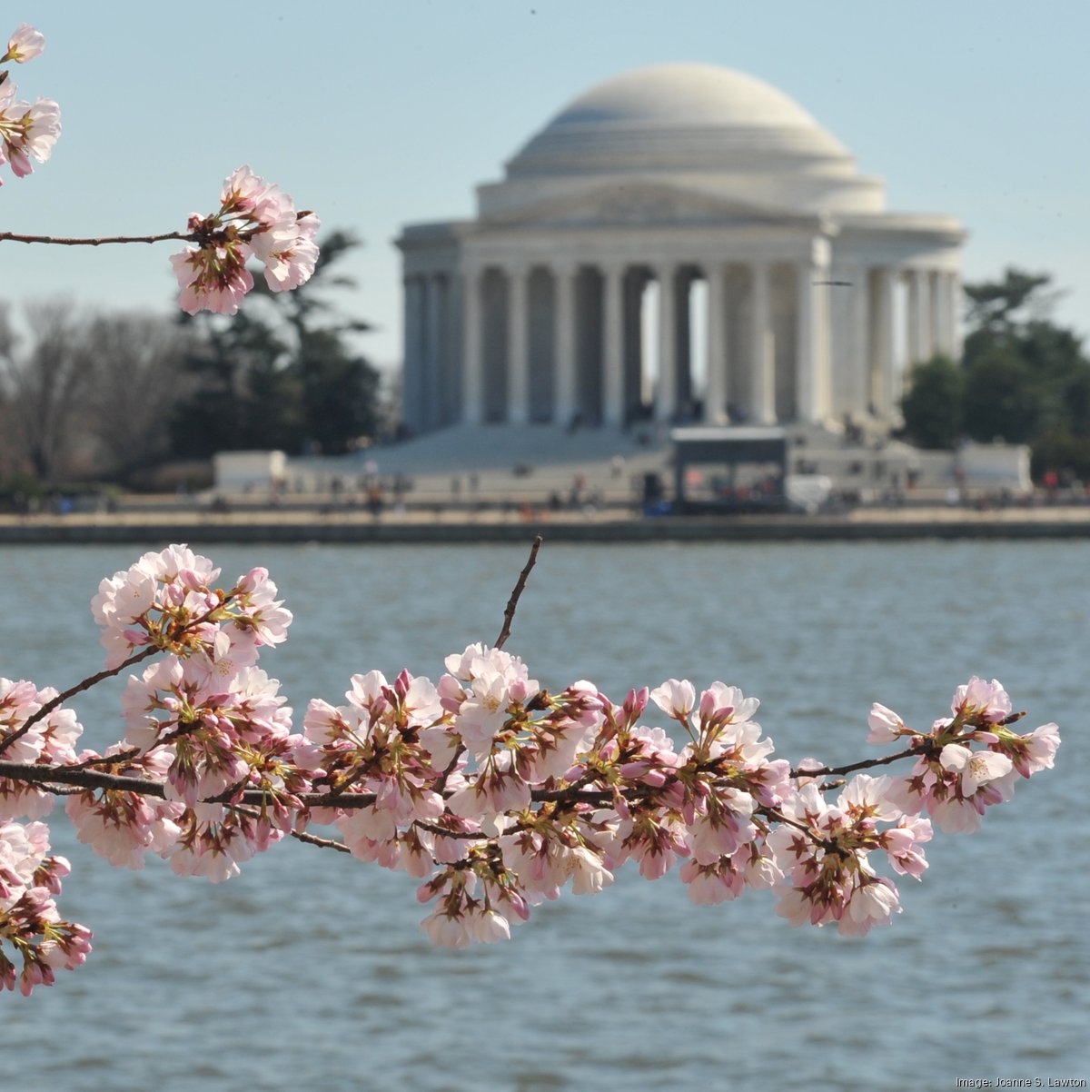 D.C.'s cherry blossoms 2026 peak bloom revealed - Washington