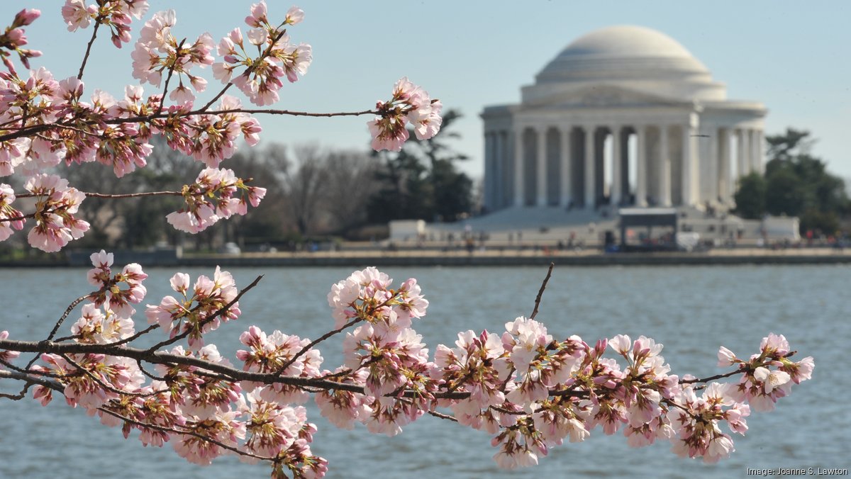 D.C.'s cherry blossoms 2026 peak bloom revealed - Washington