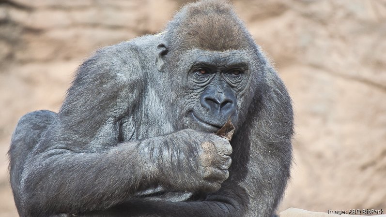 ABQ BioPark gorilla expansion nears construction on $22M project