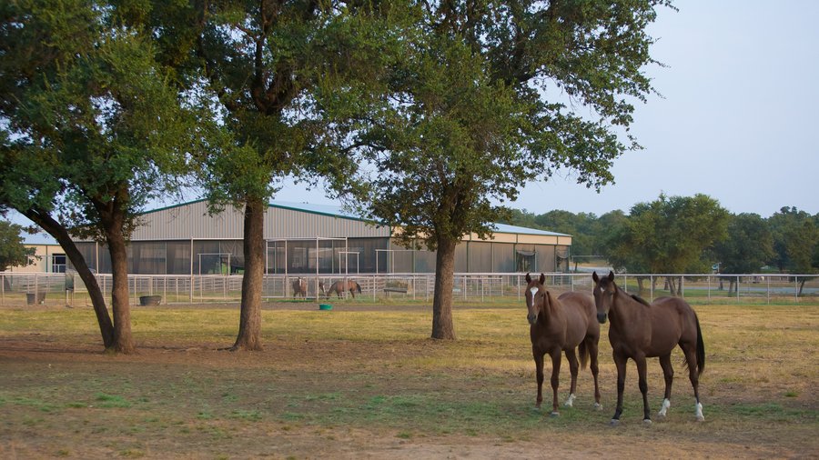 6 Rocking W Ranch Horses and arena