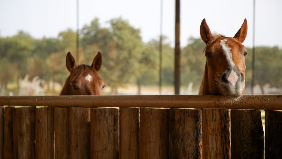 8 horses