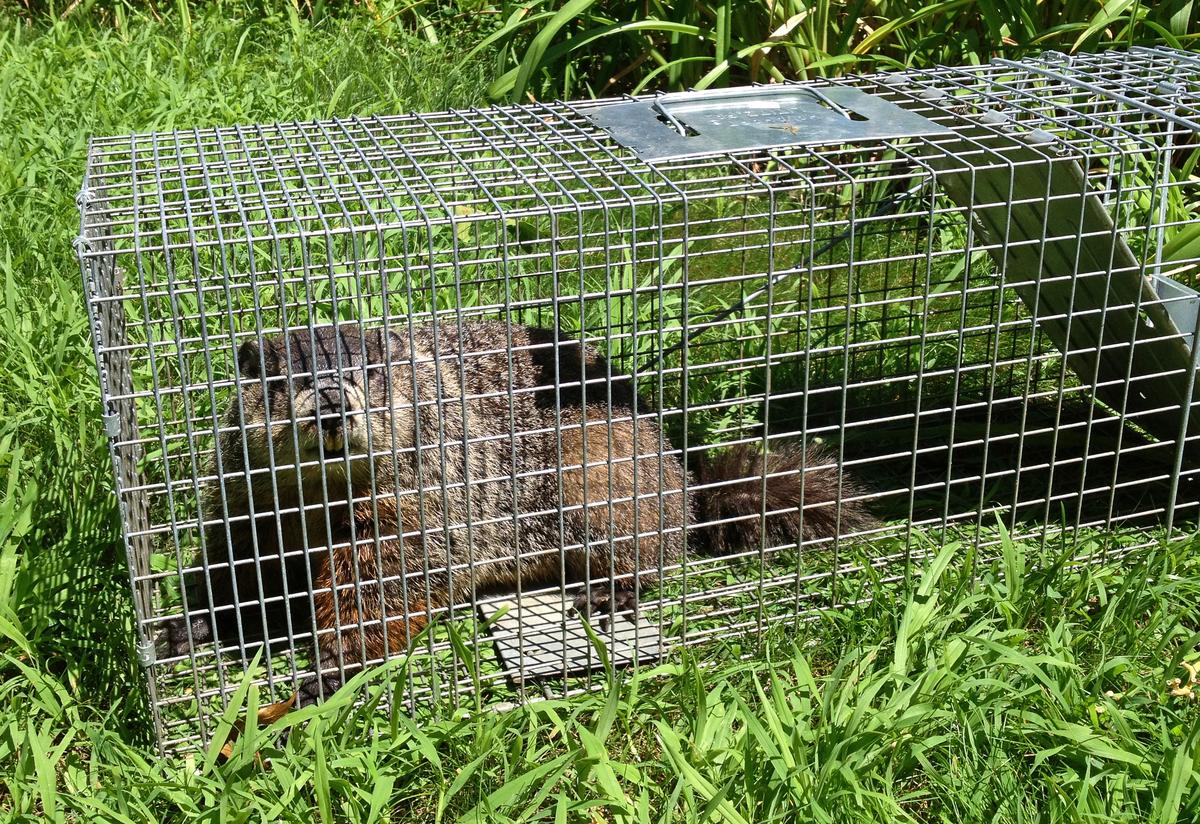 Me vs. the woodchuck: The battle is over - Albany Business Review