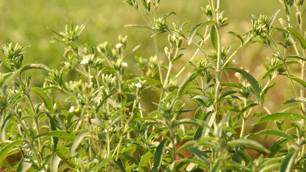 Cargill will unveil new stevia sweetener next year Minneapolis / St