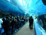 Study: Georgia Aquarium has contributed $1.9 billion to state economy