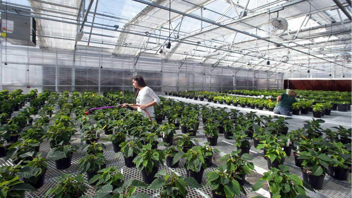 The Villages Grown's exec on creating a modern working farm, hightech greenhouses Orlando