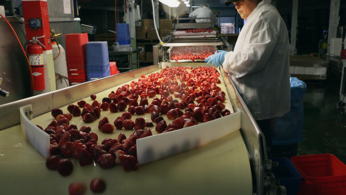 Tillamook Creamery exec Joe Prewett named CEO at Oregon Fruit