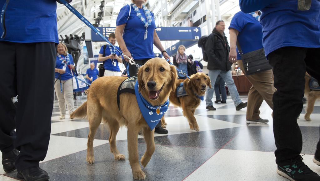 are dogs allowed at the airport