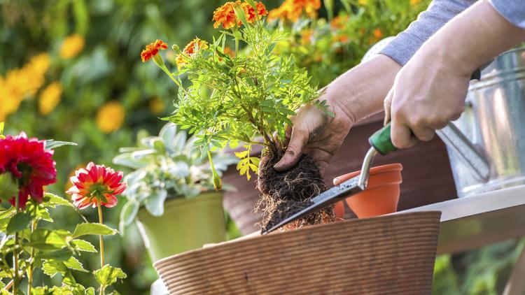 Garden Retailer Pike Nurseries Expands Footprint In Charlotte Market Pike Nurseries Is A Full Service Garden Company