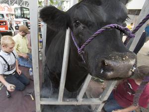 Wisconsin State Fair and Governor's Livestock Auction