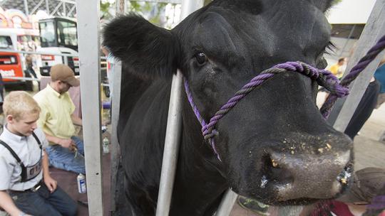 Wisconsin State Fair and Governor's Livestock Auction