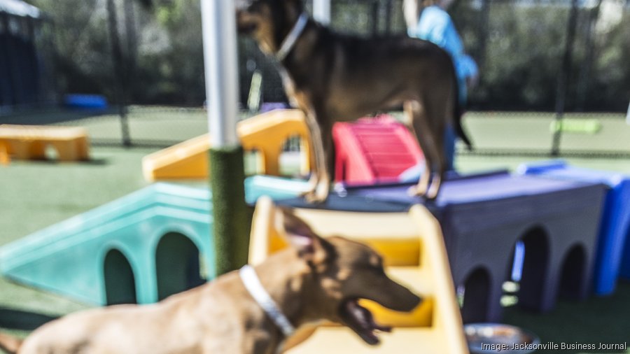 Jaguars, Pet Paradise announce new details on NFL's first in-stadium dog  park