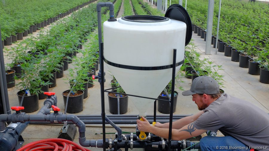 Colorado farm poised to supply state's flourishing marijuana industry