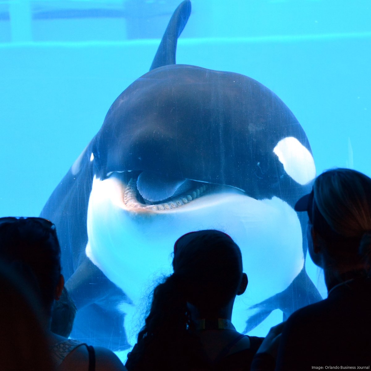 The best outcome is survival:' SeaWorld Orlando shares update on