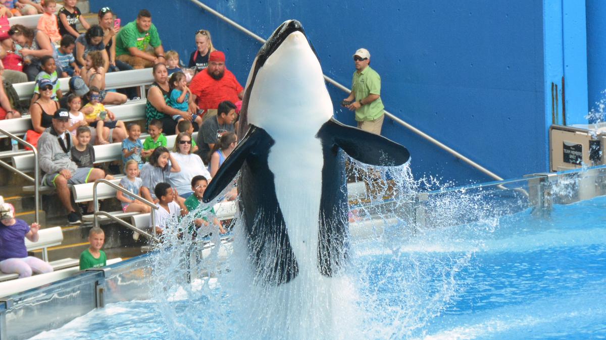 SeaWorld Entertainment NYSE SEAS Set To Start Construction On New HQ