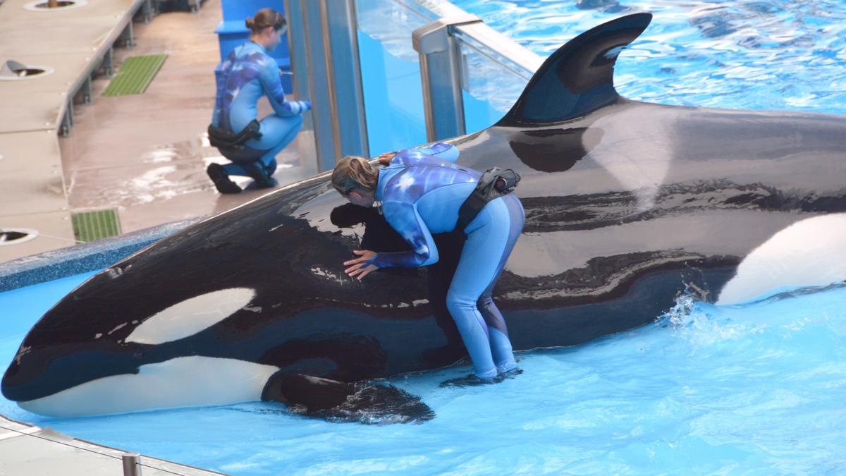 SeaWorld’s killer whale phase-out part of 9-month high in stock ...