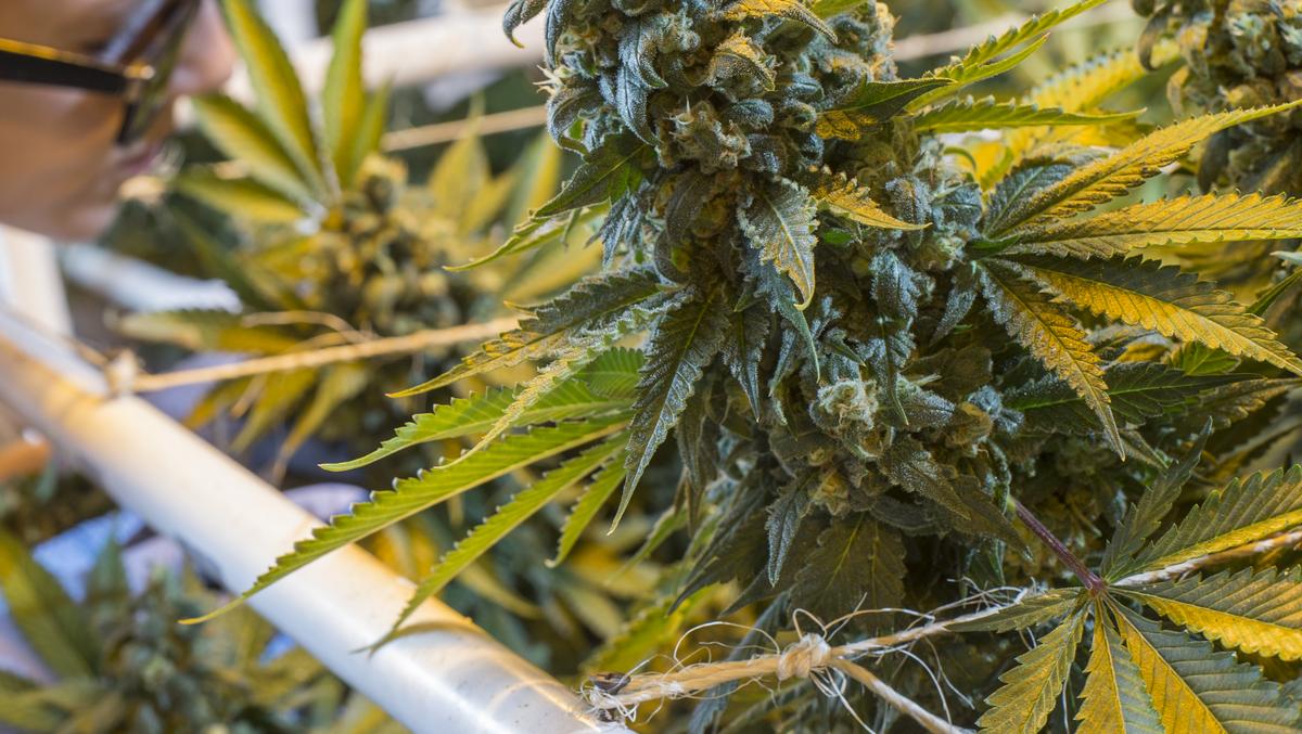 Knox Medical opens medical marijuana dispensary in Orlando Orlando