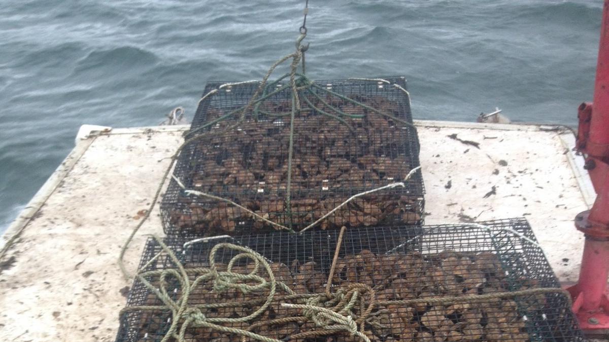 Cape Cod seafood farm is pioneering high-tech oysters with the help of ...